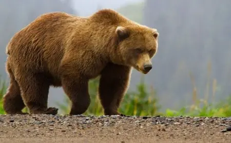 لأول مرة فى فلوريدا.. “هجوم قاتل” لدب والضحية مسن وكلبه