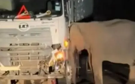 أنثى فيل “تنتقم من شاحنة” دهست صغيرها وقتلته