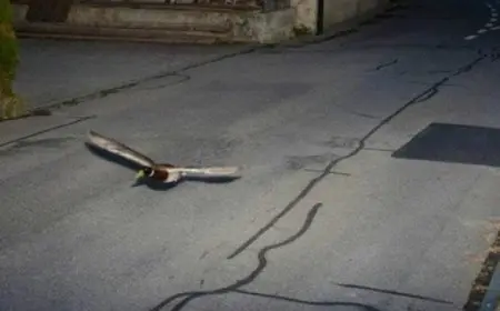 رادار يلتقط بطّة “مُسرعة”.. سويسرا تسجّل أغرب مخالفة مرورية