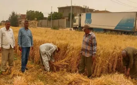 الزراعة تعلن الانتهاء من حصاد 2.4 مليون فدان منزرعة بالقمح حتى الآن