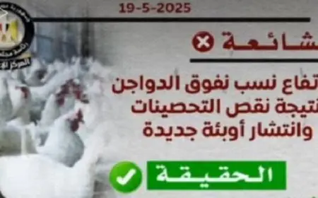 الحكومة: لا وجود لأي متحورات أو فيروسات وبائية بين الدواجن والتحصينات متوفرة
