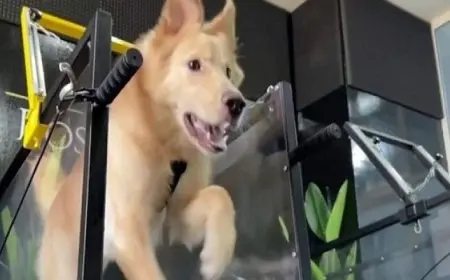 افتتاح أول صالة ألعاب للكلاب بأحدث خدمات العناية