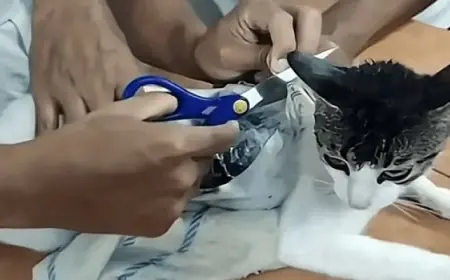 محاولة تهريب مخدرات إلى سجن بكوستاريكا باستخدام قطة !!