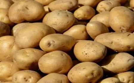 تجاوزت المليون طن.. الزراعة تعلن عن طفرة كبيرة فى صادرات البطاطس خلال هذا الموسم