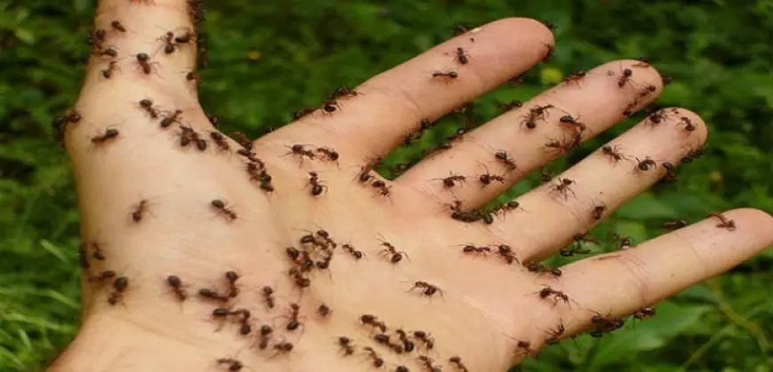 أحكام بالسجن أو الغرامة على سارقى النمل بكينيا