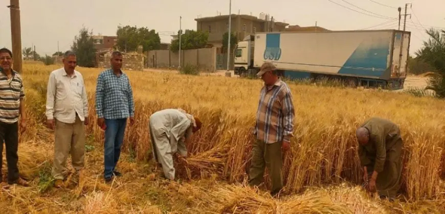 الزراعة تعلن الانتهاء من حصاد 2.4 مليون فدان منزرعة بالقمح حتى الآن