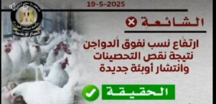 الحكومة: لا وجود لأي متحورات أو فيروسات وبائية بين الدواجن والتحصينات متوفرة