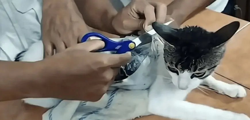 محاولة تهريب مخدرات إلى سجن بكوستاريكا باستخدام قطة !!