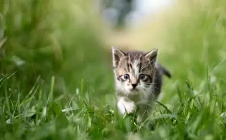 صينى يقرر ترك ثروته لقطته ويبحث عمّن يرعاها بعد رحيله