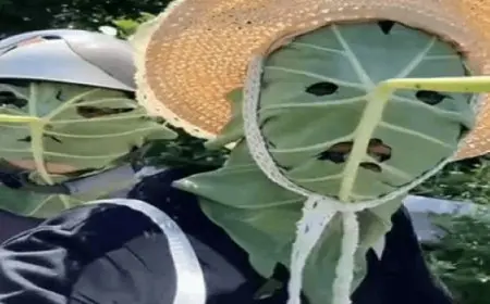 صينيون يصنعون أقنعة واقية من الشمس بأوراق اللوتس