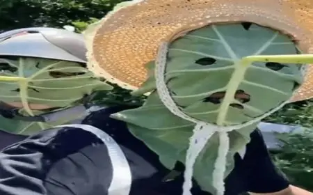  صينيون يصنعون أقنعة واقية من الشمس بأوراق اللوتس