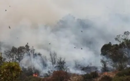 وزارة الطوارئ السورية تكشف عن توسع حرائق الغابات في ريف اللاذقية رغم جهود الإطفاء المستمرة