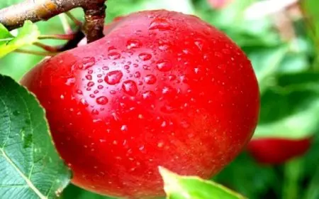 فوائد تناول التفاح لصحتك ..تقليل خطر الإصابة بالسرطان