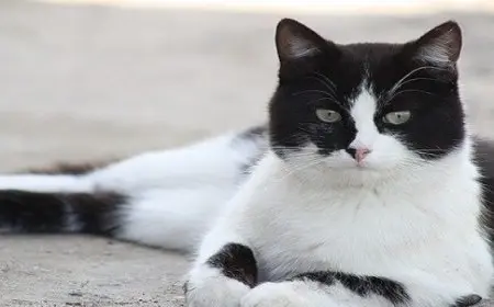 قط يتحدث بلكنة بريطانية يثير الجدل !!