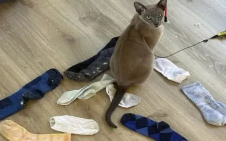 قرعة كأس عاصمة مصر: الأهلي على رأس المجموعة الأولى وبيراميدز على رأس الثانية والزمالك الثالثة