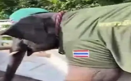 تايلاند تستعين بفيل مسلح في زمن الطائرات المسيرة