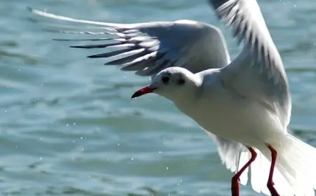 مالك حانة يتصدى لطيور النورس باستخدام بنادق المياه فى إنجلترا