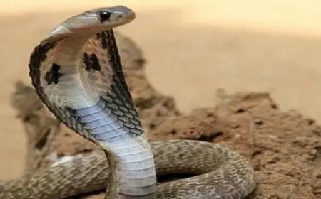 طفل يعض أفعى كوبرا حتى الموت