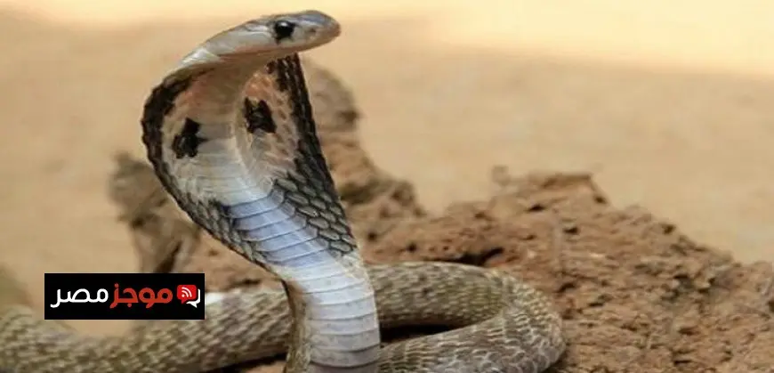 طفل يعض أفعى كوبرا حتى الموت