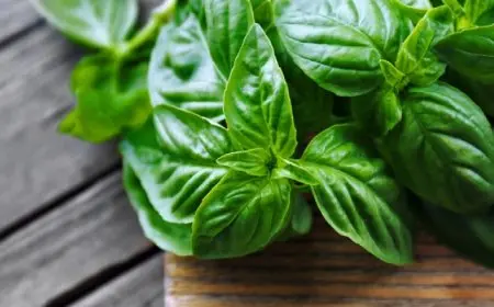 الريحان يحميك من المرض.. اعرف فوائده للمناعة