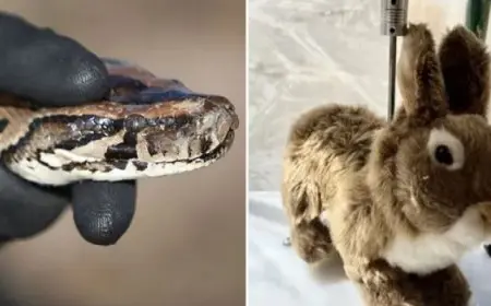 فلوريدا.. أرانب روبوتية للقضاء على الثعابين المفترسة