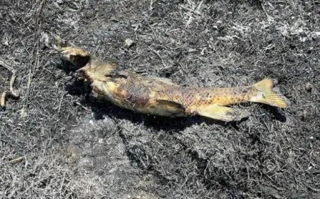 البترول”: شركة “الوسطانى” تعيد بئر (بلسم-3) للإنتاج