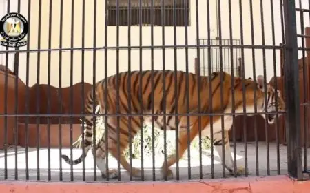 فيديو يكشف عن تطوير شامل في حديقة الحيوان بأعلى المعايير الدولية