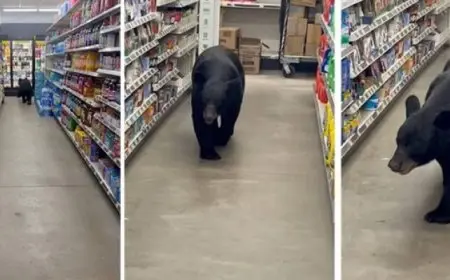 دب يقتحم متجرا أمريكيا ويهاجم مسنة تسعينية