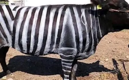 يحصدون “نوبل الساخرة” لطلائهم الأبقار بخطوط الحمار الوحشى !!