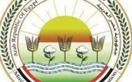 الزراعة تنفي الشائعات عن طماطم ملوثة بمادة الإيثريل في الأسواق