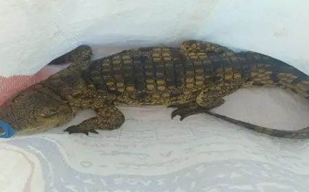 تمساح يسبب حالة من الفزع على شاطئ أبو تلات في الإسكندرية