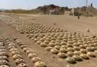 مشروع مسام التابع لمركز الملك سلمان للإغاثة ينتزع 805 ألغام من الأراضي اليمنية في أسبوع واحد