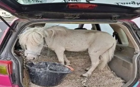 امرأة ألمانية تثير الجدل بعد وضع حصان في المقعد الخلفي لسيارتها ورفضها دفع الغرامة