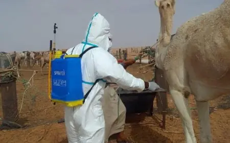 السنغال تشهد 18 حالة وفاة و140 إصابة نتيجة انتشار حمى الوادي المتصدع