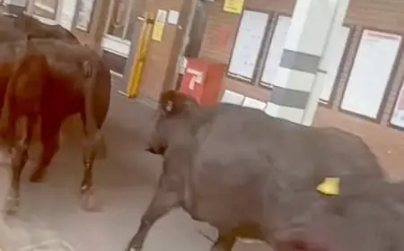 الهولندي فرينكي دي يونج يعبر عن رغبته في البقاء مع برشلونة لأطول فترة ممكنة