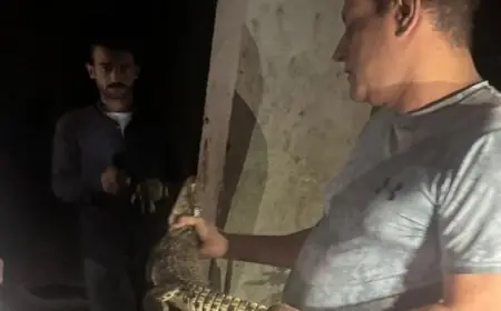 تمساح نيلي صغير يظهر في حدائق الأهرام ويثير الدهشة