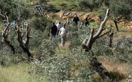 إسرائيل تمنع المزارعين من قطف ثمار الزيتون في رام الله وتعيق وصولهم لأراضيهم