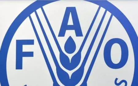 الفاو تكشف عن تضرر 87% من الأراضي الزراعية في غزة وتأثيرها على الأمن الغذائي