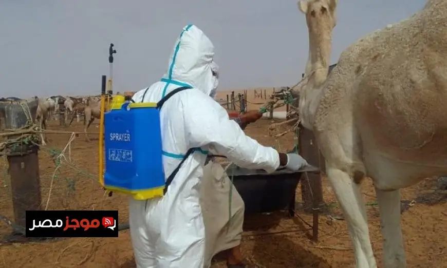 السنغال تشهد 18 حالة وفاة و140 إصابة نتيجة انتشار حمى الوادي المتصدع