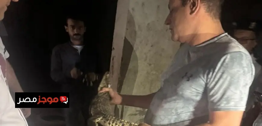 تمساح نيلي صغير يظهر في حدائق الأهرام ويثير الدهشة