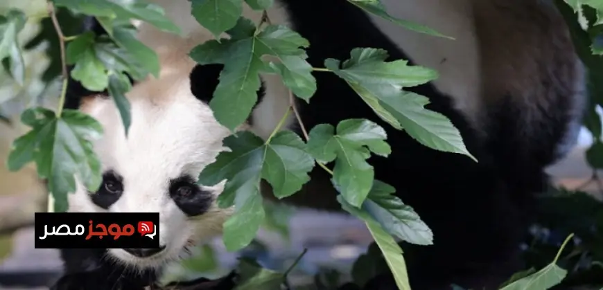 الزمالك يتألق بالزى الأساسى في مواجهة ديكيداها الصومالى في ذهاب دور الـ32 لبطولة كأس الكونفدرالية