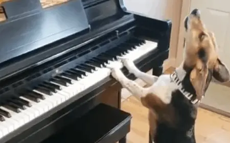 كلب يعشق موسيقى البيانو لصاحبته ويحقق شهرة عالمية