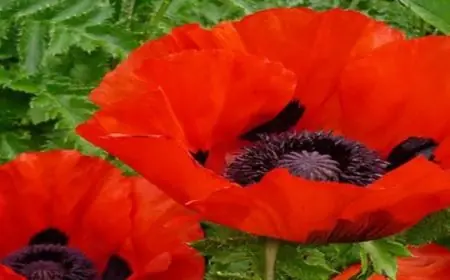 خلافات بسبب زهرة خشخاش بـ28 جنيها إسترلينيا بين ميجان والرأي العام البريطاني