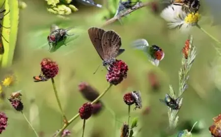 تراجع أعداد الحشرات عالميا يرفع مخاوف الكارثة البشرية