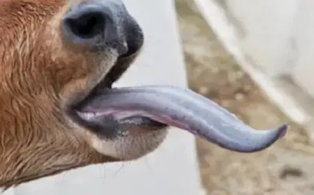 استنفار طبي في أوروبا لمواجهة فيروس اللّسان الأزرق المتفشي