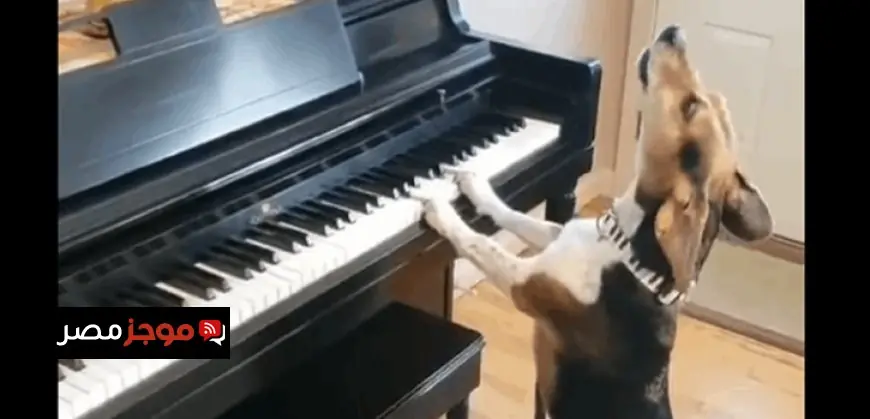 كلب يعشق موسيقى البيانو لصاحبته ويحقق شهرة عالمية