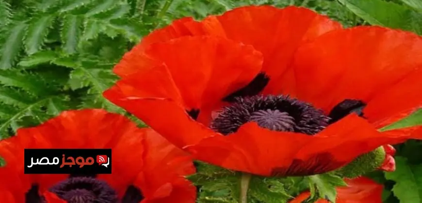 خلافات بسبب زهرة خشخاش بـ28 جنيها إسترلينيا بين ميجان والرأي العام البريطاني