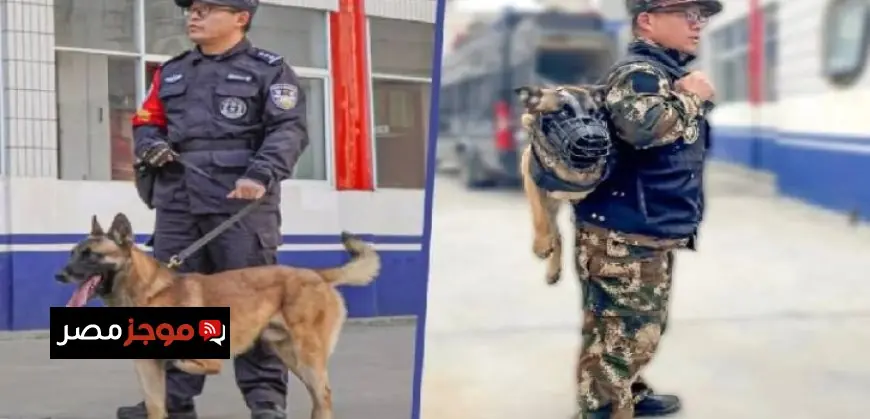 كلب ينجو من الإعدام وينضم لفريق التدخل السريع في الشرطة