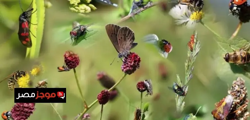 تراجع أعداد الحشرات عالميا يرفع مخاوف الكارثة البشرية