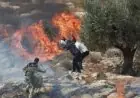 مستوطنون يعمدون لإحراق الأراضي الزراعية في شمال رام الله